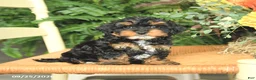 Havapoo dogs for sale: Diamond - Ad 4