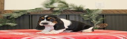 Basset Hound dogs for sale: Chloe - Ad 2