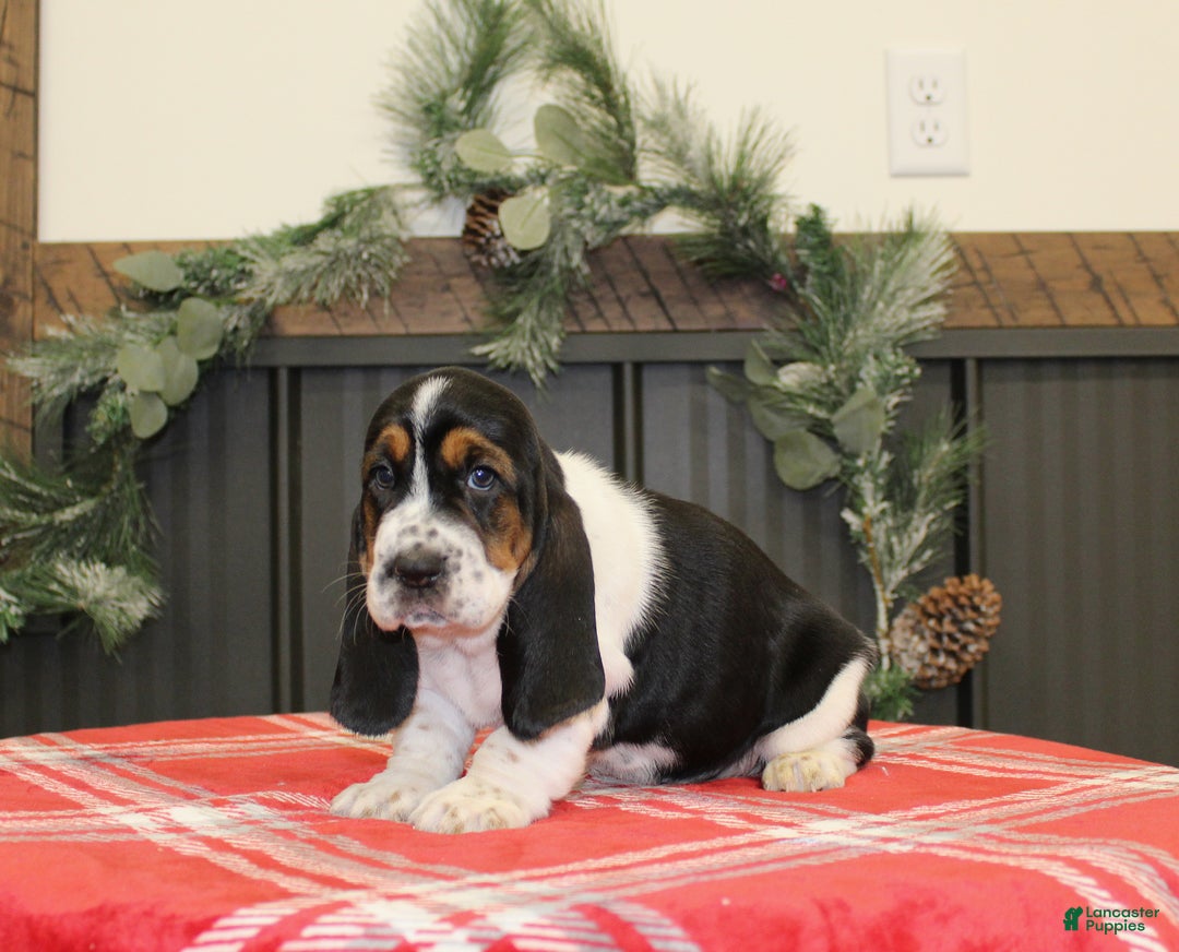 Basset Hound dogs for sale: Chloe - Ad 2