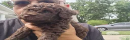 Mini Goldendoodle dogs for sale: Kane - Ad 7