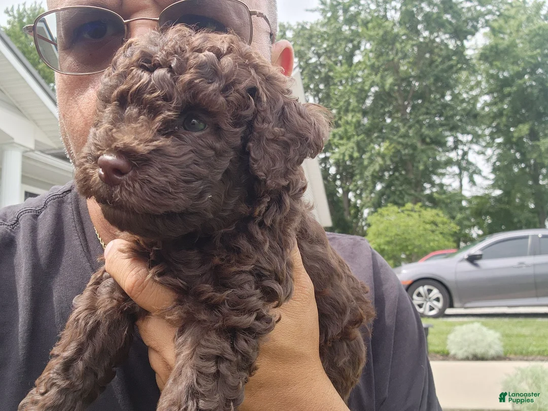 Mini Goldendoodle dogs for sale: Kane - Ad 7