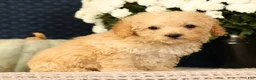 Yorkiepoo dogs for sale: Lincoln - Ad 4