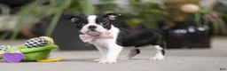 Boston Terrier dogs for sale: Shannon - Ad 5