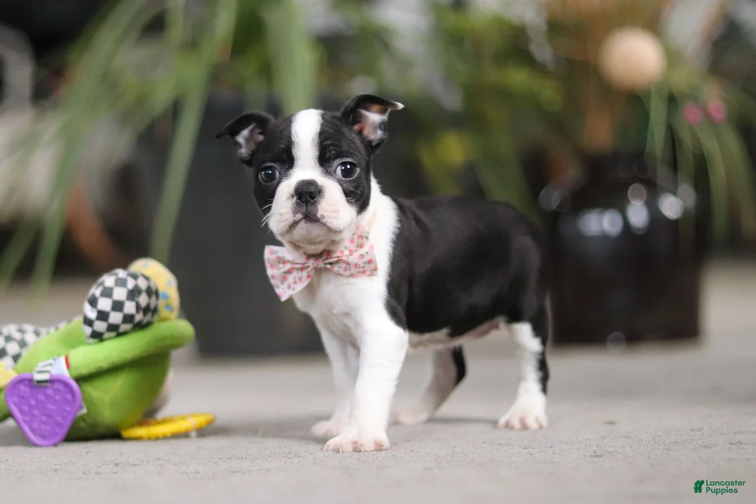Boston Terrier dogs for sale: Shannon - Ad 5