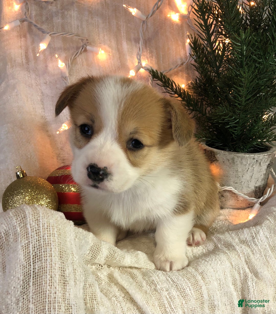 Welsh Corgi Pembroke dogs for sale: Star - Ad 1