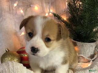 Welsh Corgi Pembroke dogs Star - Ad 2