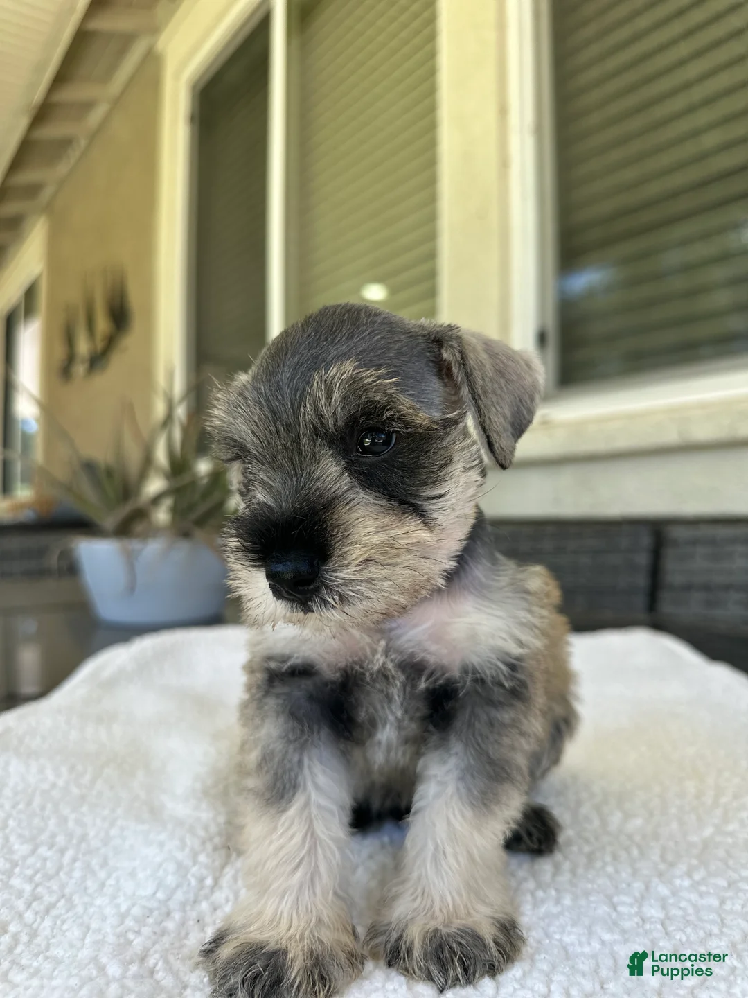 Miniature Schnauzer dogs for sale: Sunny - Ad 3