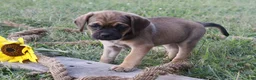 Puggle dogs for sale: Alice - Ad 3