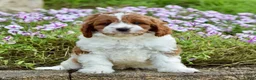 Cavapoo dogs for sale: Diego - Ad 7