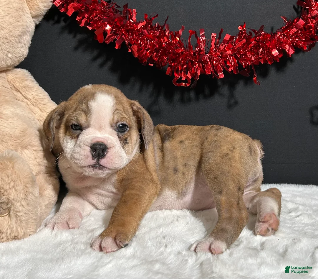 Beabull dogs for sale: Tammy - Ad 6