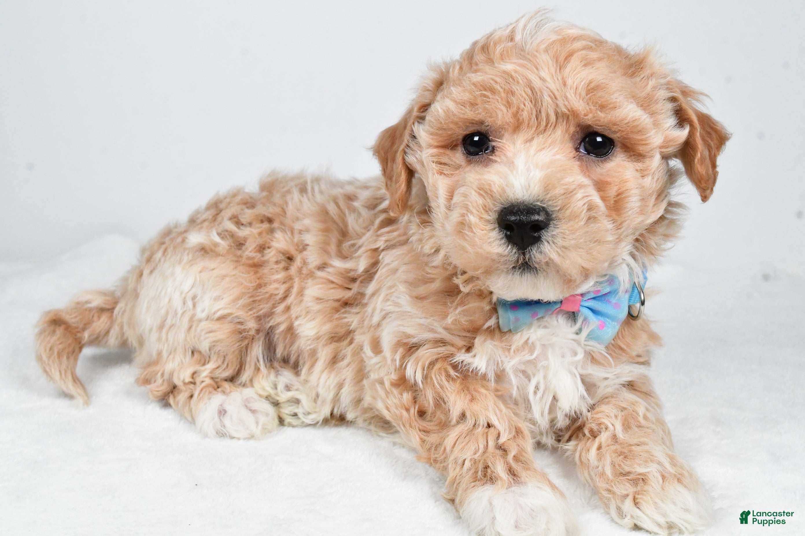 Maltipoo dogs Jeff - Ad 31