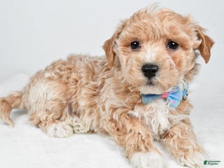 Maltipoo dogs Jeff - Ad 21