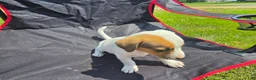 Jack Russell Terrier dogs for sale: Frankie - Ad 5
