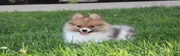 Pomeranian dogs for sale: Theo - Ad 16
