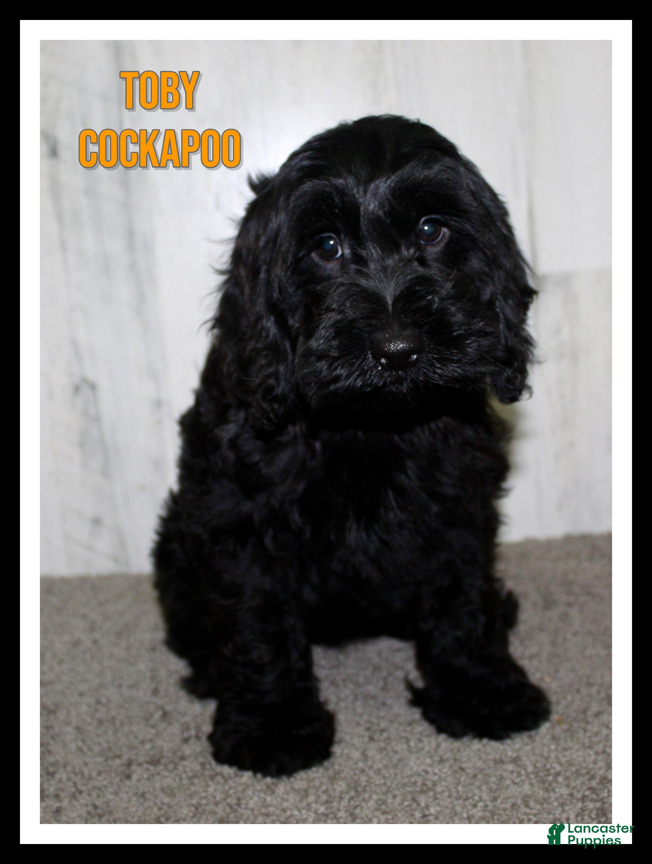 Cockapoo dogs Toby - Ad 8