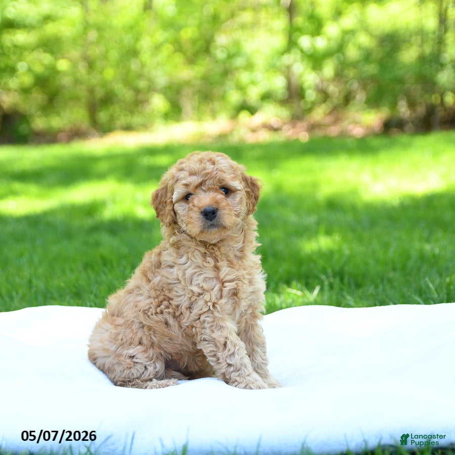 Mini Goldendoodle dogs Pearl - Ad 2