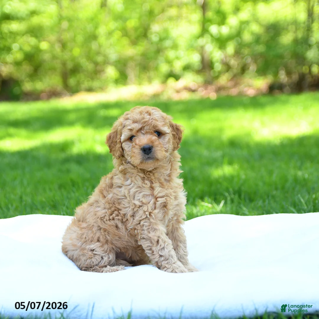 Mini Goldendoodle dogs for sale: Pearl - Ad 2
