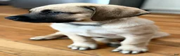 English Mastiff dogs for sale: English Mastiff Fawn Male - Ad 3