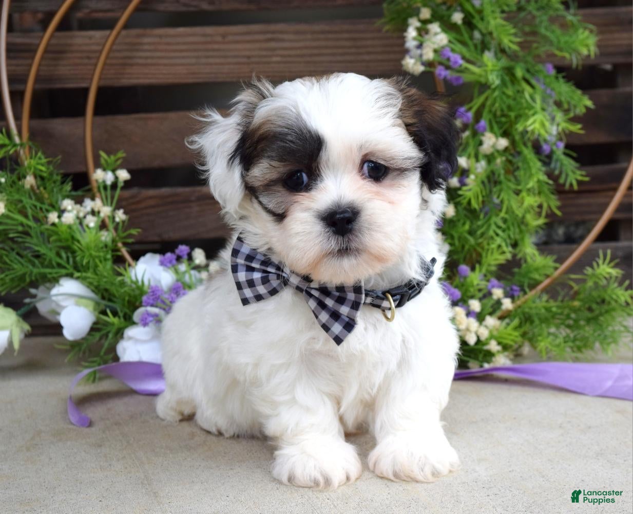 Teddy Bear dogs Theo - Ad 1