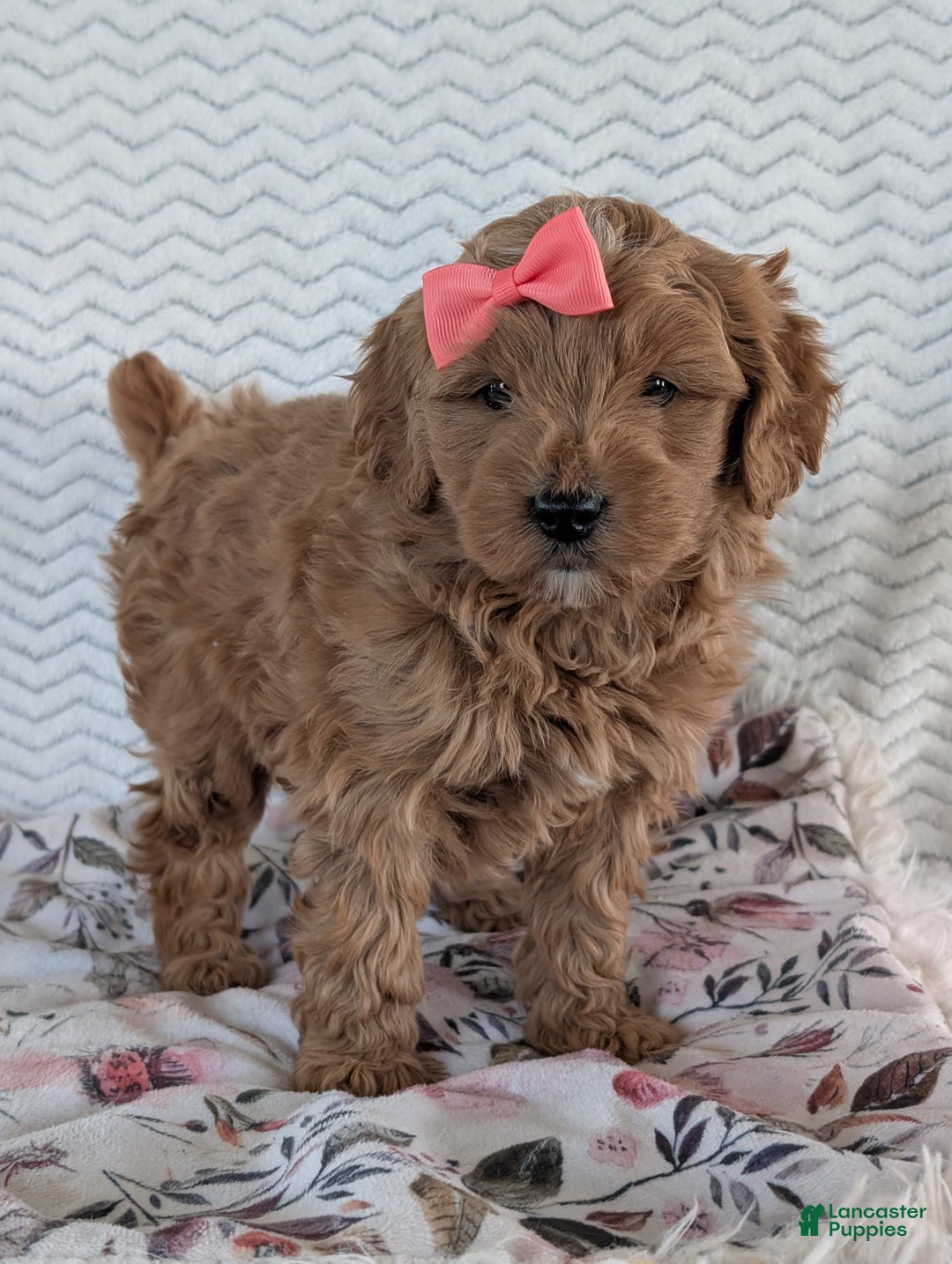 Goldendoodle dogs for sale: Bella - Ad 18