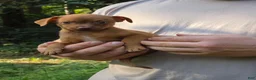 Chiweenie dogs for sale: Foxy - Ad 1
