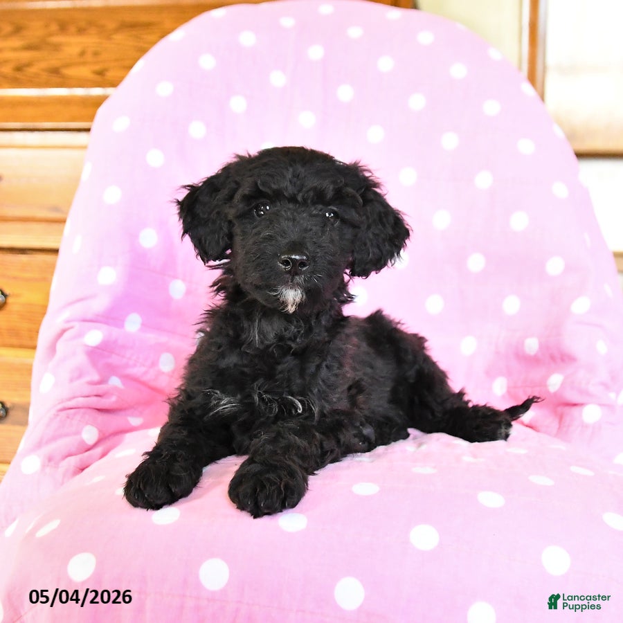 Mini Goldendoodle dogs Kent  - Ad 2