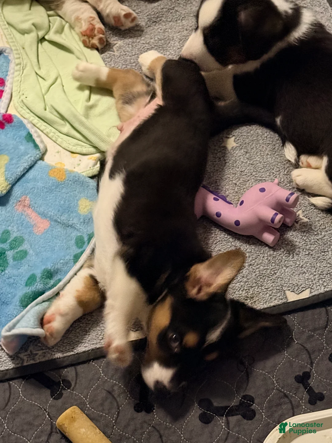 Welsh Corgi Cardigan dogs for sale: Patches - Ad 3