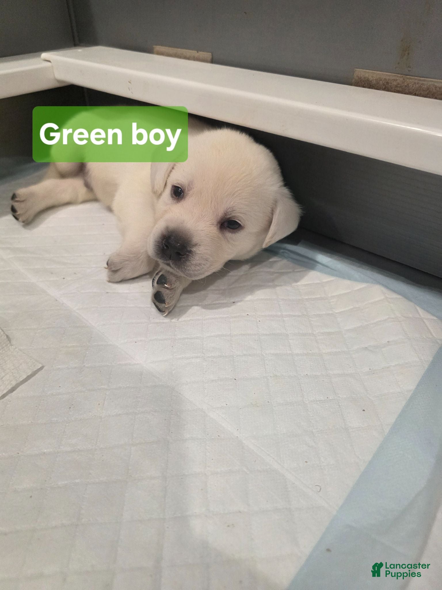 Labrador Retriever dogs Labrador Retriever 2 - Ad 7