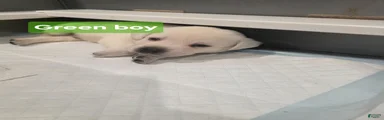 Labrador Retriever 2