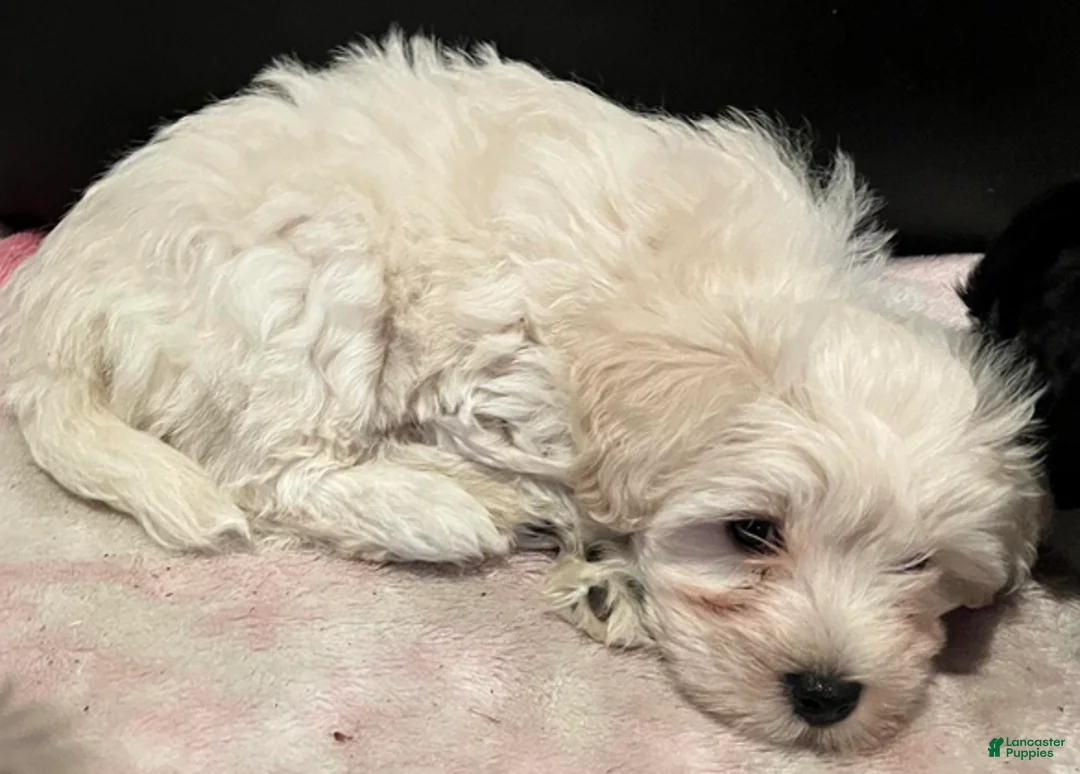 Miniature Schnauzer dogs for sale: Stevie (red collar) - Ad 9