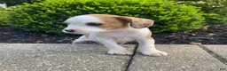 Mixed Breed dogs for sale: Annie - Ad 7