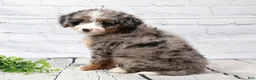 Mini Bernedoodle dogs for sale: Fern  - Ad 7