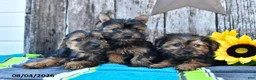 Yorkshire Terrier dogs for sale: Jack  - Ad 5