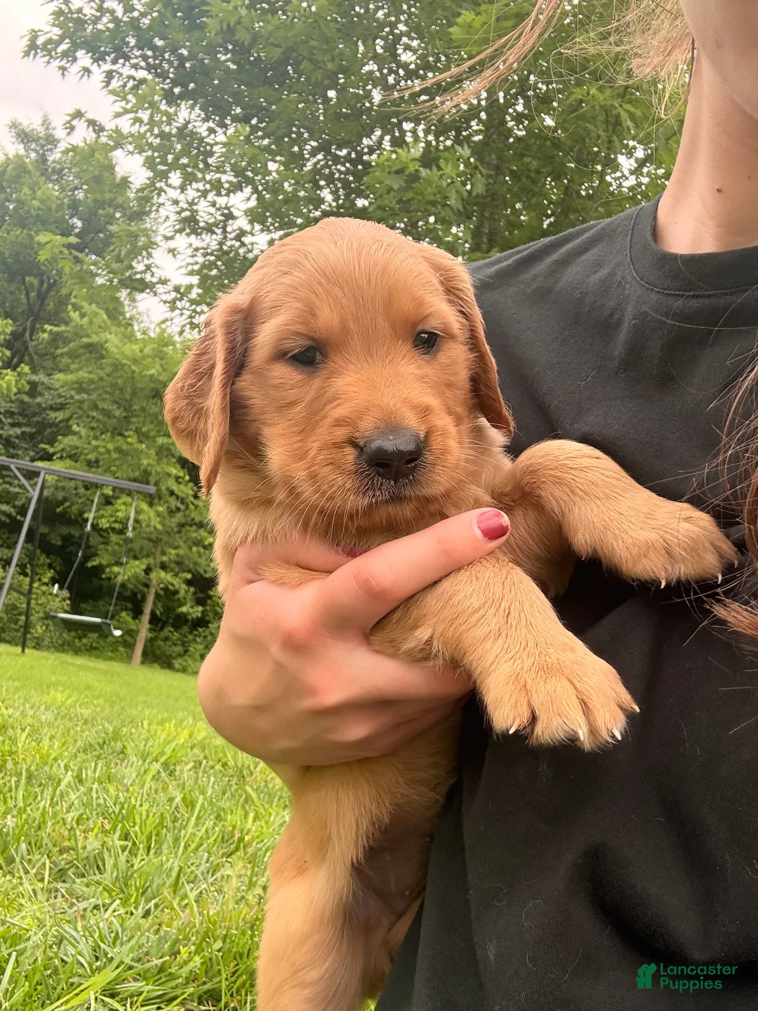 Golden Retriever dogs for sale: Liberty - Ad 2