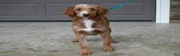 Mini Goldendoodle dogs for sale: Candy Cane - Ad 5