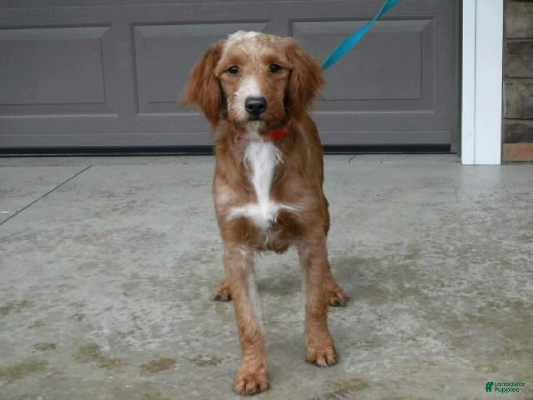 Mini Goldendoodle dogs for sale: Candy Cane - Ad 5