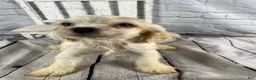 Cocker Spaniel dogs for sale: Banjo - Ad 9
