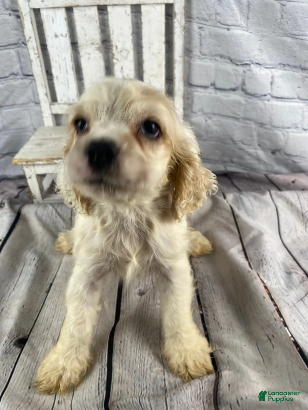 Cocker Spaniel dogs for sale: Banjo - Ad 9