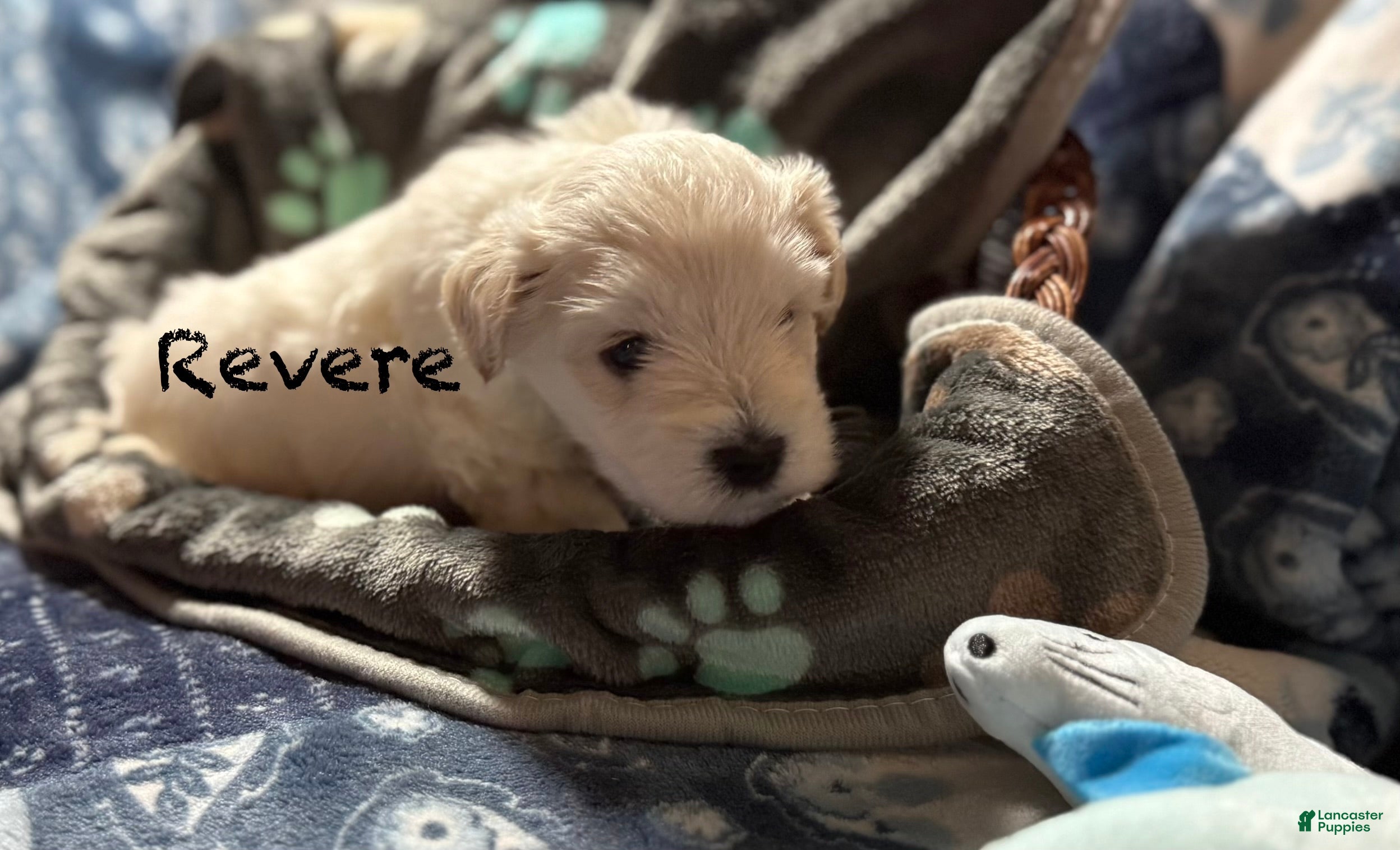 Miniature Schnauzer dogs for sale: Revere - Ad 2