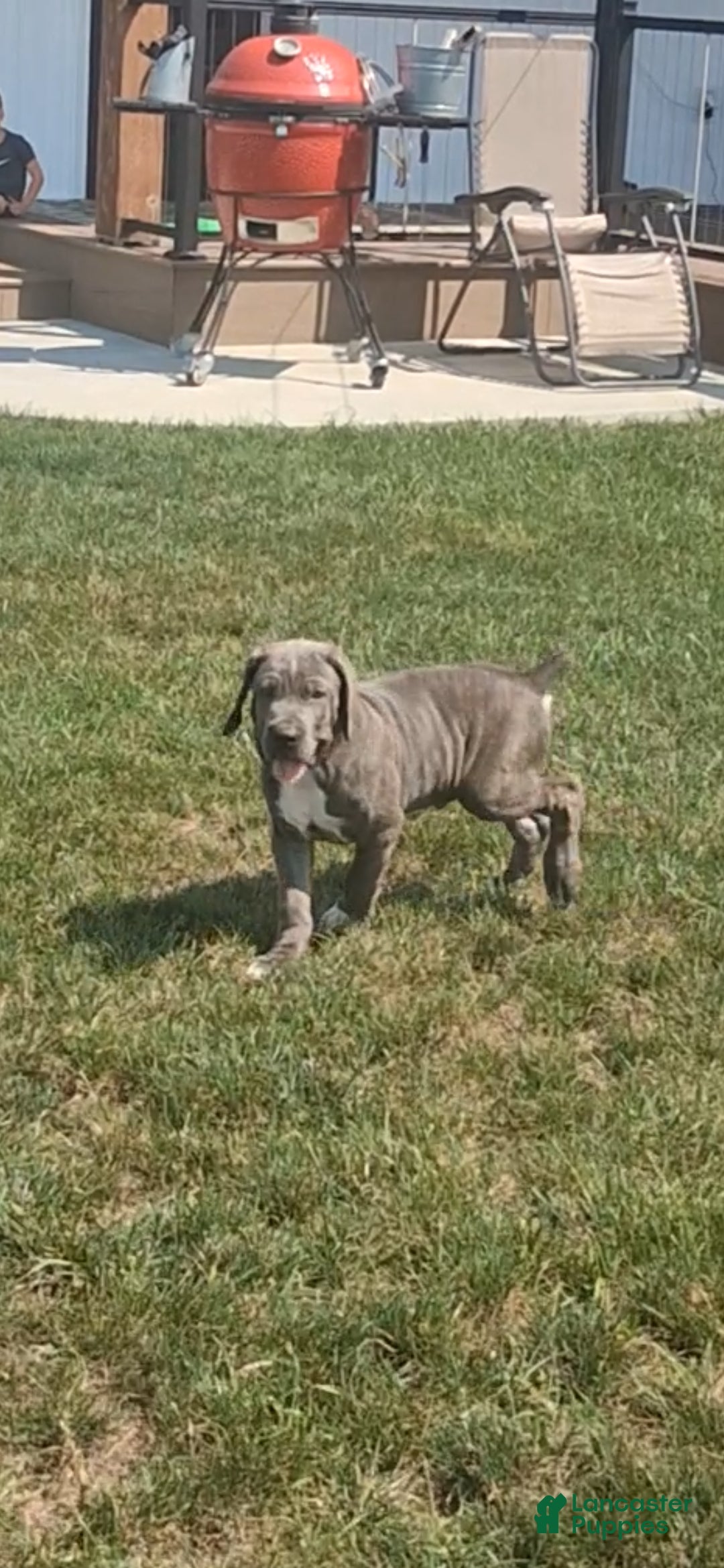 Cane Corso dogs Charlie  - Ad 2