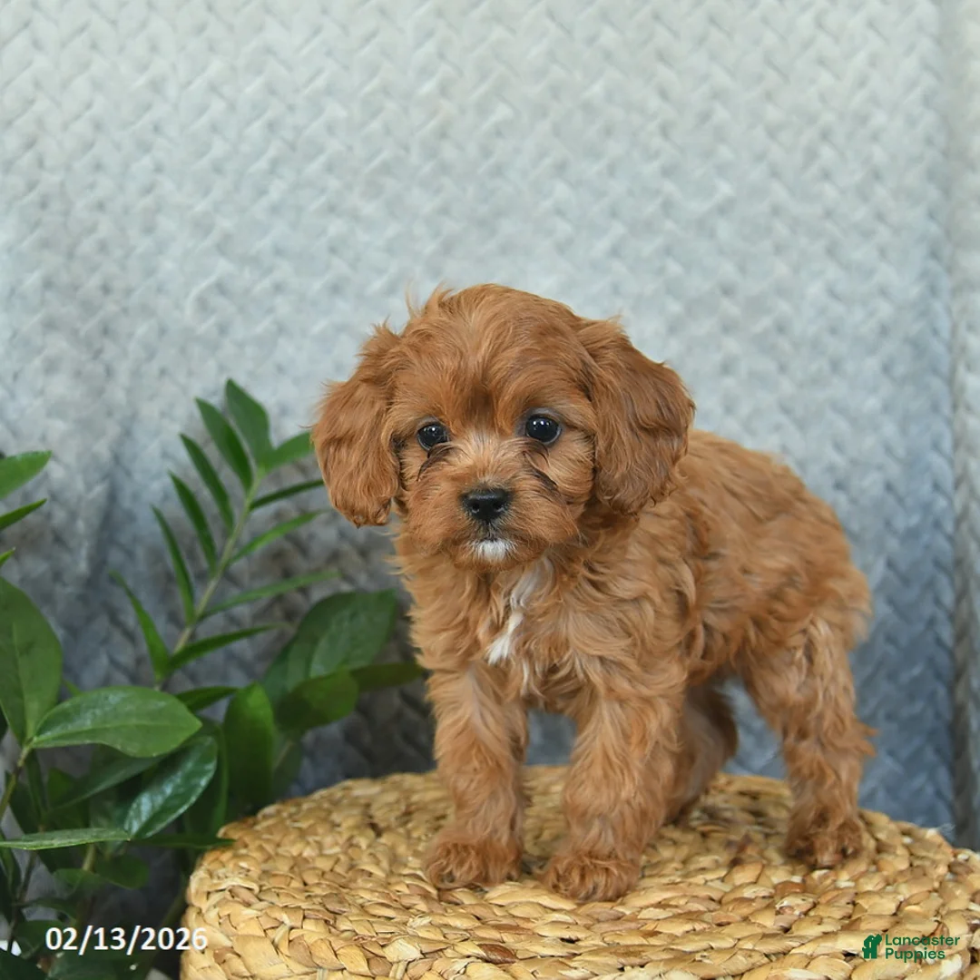 Cavapoo dogs for sale: Milo  - Ad 3