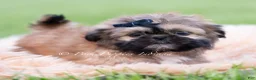 Shih Tzu dogs for sale: Grizzie - Ad 1