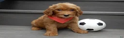 Mini Goldendoodle dogs for sale: Bingo - Ad 5