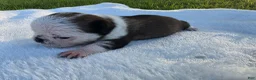 Pug dogs for sale: Female panda puppy - Ad 6