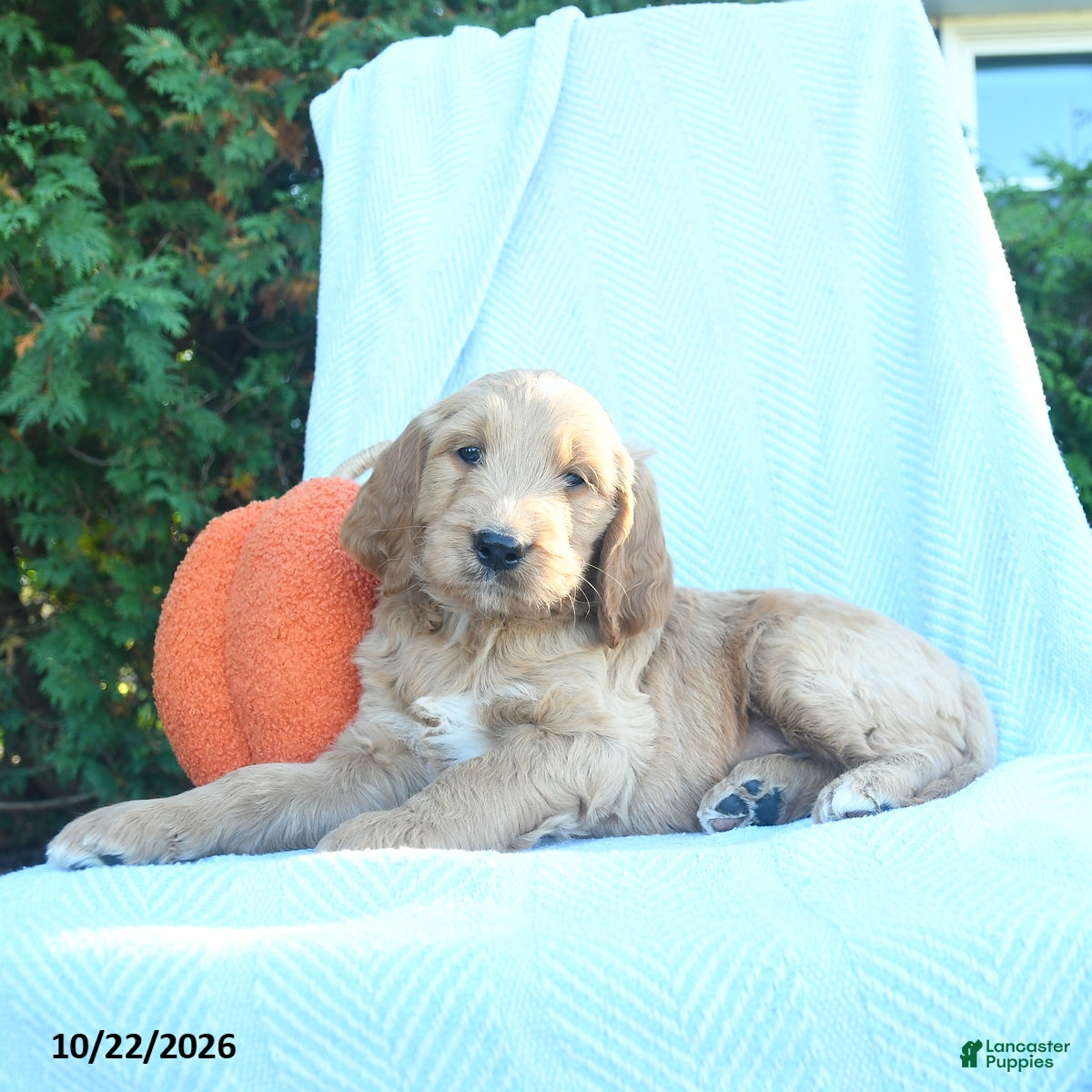 Goldendoodle dogs for sale: Aspen  - Ad 1