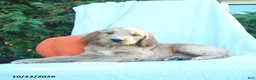 Goldendoodle dogs for sale: Aspen  - Ad 1