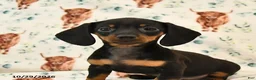 Miniature Dachshund dogs for sale: Tillie - Ad 3