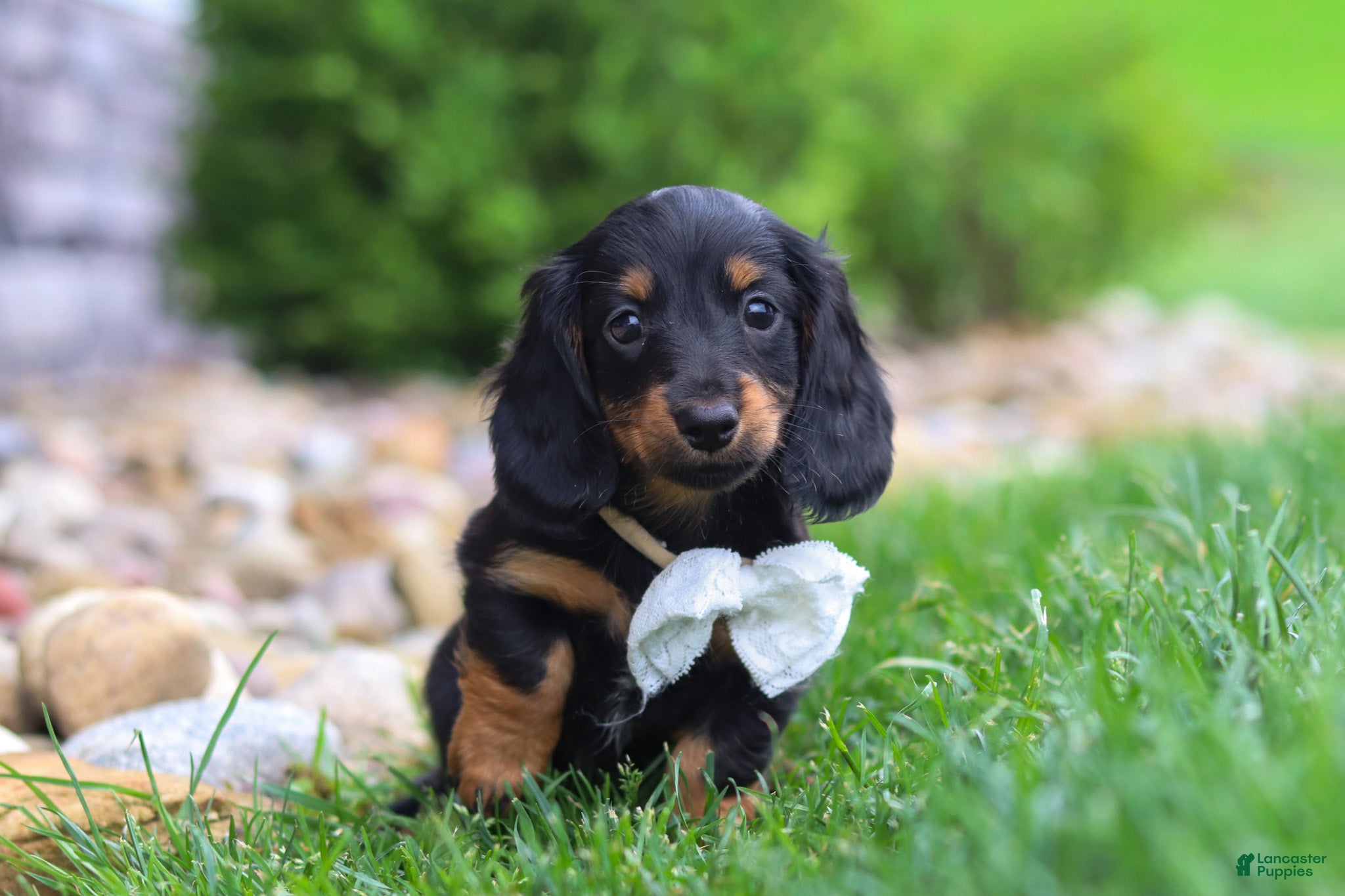 Miniature Dachshund dogs Buddy - Ad 2