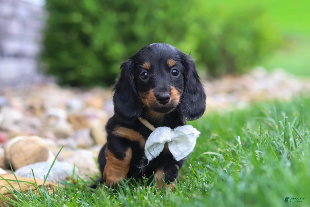 Miniature Dachshund dogs for sale: Buddy - Ad 2