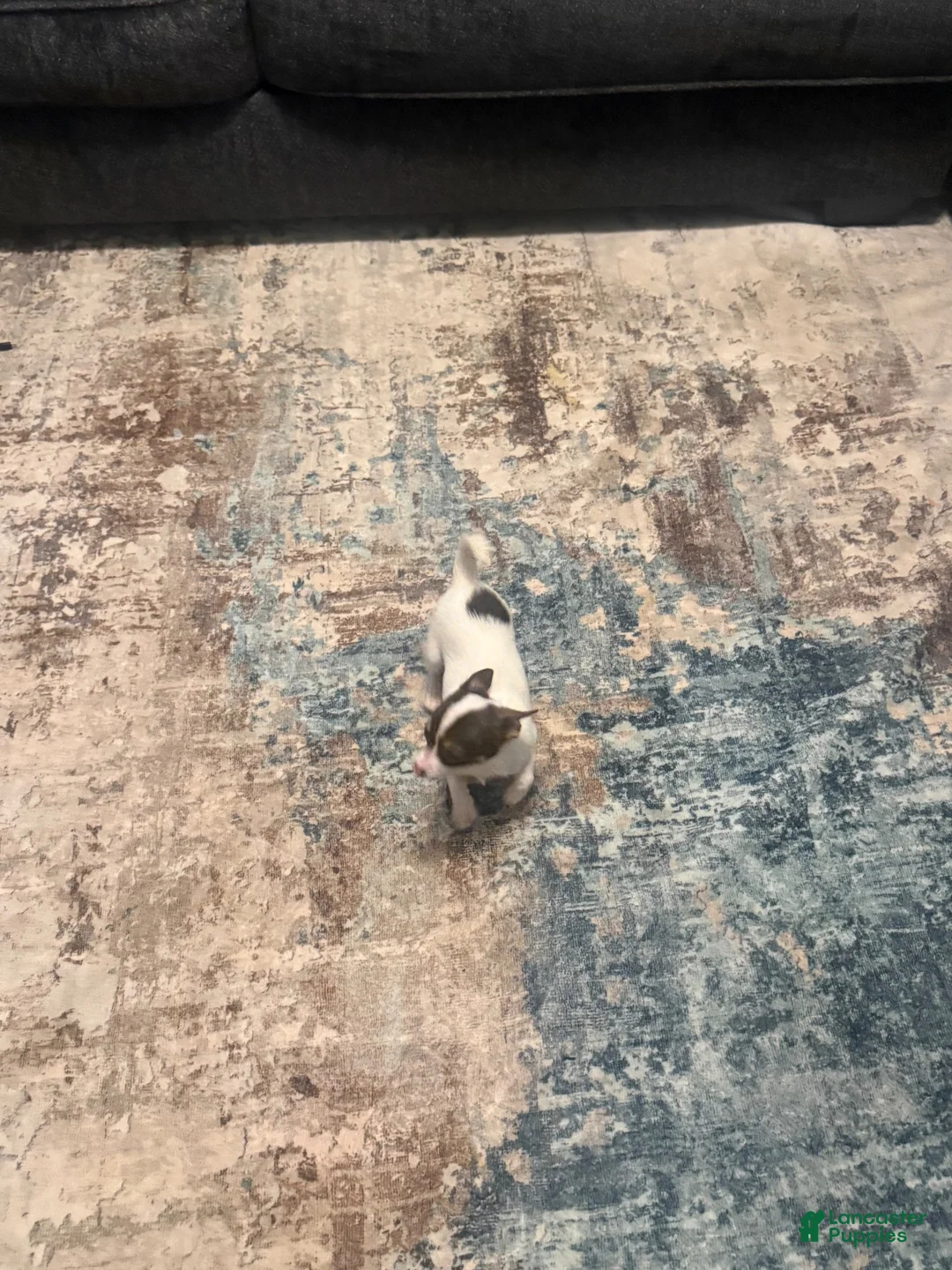 Chihuahua dogs for sale: Chihuahua 1 - Ad 3